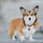 Personalized Pet ID Tags - 8 Shapes & 9 Colors
