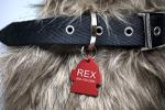 Personalized Pet ID Tags - 8 Shapes & 9 Colors