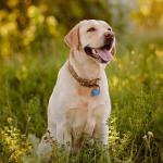 Personalized Pet ID Tags - 8 Shapes & 9 Colors