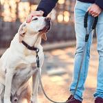 MayPaw Heavy Duty Nylon Dog Leash with Padded Handle
