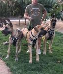 MayPaw Heavy Duty Nylon Dog Leash with Padded Handle