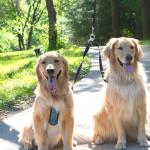 Caldwell's Pet Supply Leash Coupler for Two Dogs