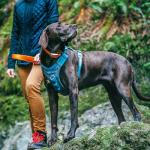 Kurgo Journey Air Dog Harness for Hiking and Running