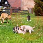 Ultrasonic Anti-Bark Control Device for Dogs
