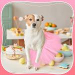 Pink Dog Tutu Dress for Halloween & Parties