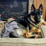 Wegreeco Female Dog Diapers - 3 Pack, Washable