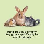 Timothy Hay for Guinea Pigs & Small Pets