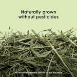 Timothy Hay for Guinea Pigs & Small Pets