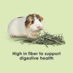 Timothy Hay for Guinea Pigs & Small Pets