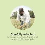 Timothy Hay for Guinea Pigs & Small Pets