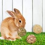Assorted Chew Balls for Rabbits and Cats