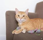 SmartyKat Skitter Critters Catnip Toy Set, 10pcs