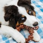 Nylabone DuraChew Ring Dog Toy