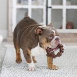Nylabone DuraChew Ring Dog Toy