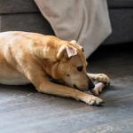 Durable Dogwood Chew Toys with Calming Hemp, 2-Pack