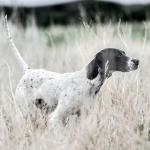 SportDOG SportHunter 1225X Rechargeable Dog Trainer Collar