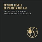 Purina Pro Plan Shredded Beef & Rice Dog Food