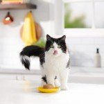 Meow Mix Surf n' Turf Wet Cat Food Pack