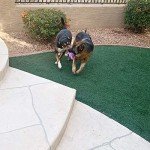 Assorted Plush Toys for Medium to Large Puppies