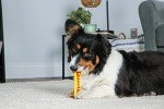 Hartz Chew 'n Clean Dental Duo Pet Toy