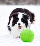 Jolly Dog Soccer Ball - 544 g