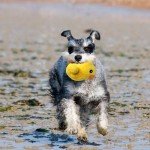 Jalousie 12-Pack Plush & Rope Dog Squeaky Toys