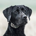 SportDOG 425 Remote Dog Training Collar - 500 Yards