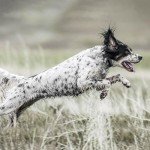 SportDOG SportHunter 1825X 1-Mile Remote Trainer