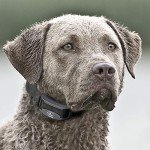 SportDOG FieldTrainer 425XS Extra Collar for Dogs