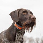 SportDOG SportTrainer 1275 Waterproof E-Collar, 3/4 Mile