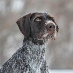 SportDOG NoBark SBC-8 Waterproof Bark Control Collar