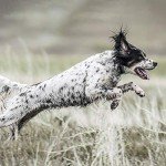 SportDOG Waterproof Add-A-Dog Collar for Trainers