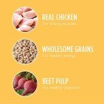 IAMS Puppy Chicken & Whole Grains Dry Food