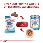 Royal Canin Medium Puppy Dry Dog Food 6lb