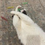 Colorful Bouncy Springs Cat Toy - 10 Pack