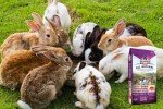 Best in Show Rabbit Feed, 50 lb Bag