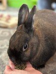 Sherwood Pet Health Grain-Free Rabbit Food Pellets 10 lbs
