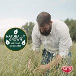 All-Natural Timothy Hay for Guinea Pigs & Rabbits
