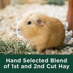 All-Natural Timothy Hay for Guinea Pigs & Rabbits