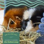 Oxbow Natural Timothy Hay for Small Pets