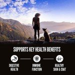 ORIJEN Amazing Grains Original High Protein Dog Food