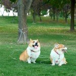 Durable 25ft Tie-Out Cable for Dogs