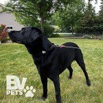 Heavy Duty Dog Tie Out Cable – 25 Feet