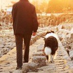 Heavy Duty 20ft Dog Tie Out Cable for Large Dogs