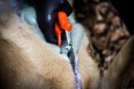 LÖWE Professional Hunting Shears for Game Processing