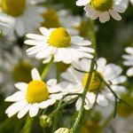 Herbal Essences Shine Shampoo - 29.2 oz