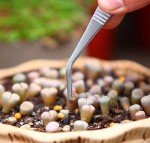 Stainless Steel Tweezers Set - 3 Pieces