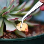 Stainless Steel Tweezers Set - 3 Pieces