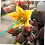 100Pcs Vegetable Pollinator Tool Set for Gardening