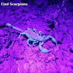 Portable UV Flashlight for Pets and DIY Use